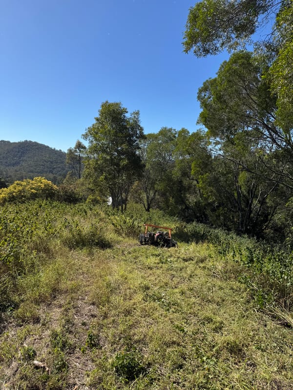 Paddock with heavy regrowth